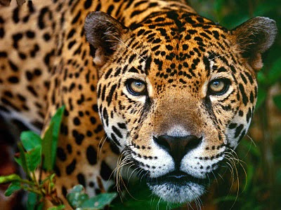 Jaguar cosmico