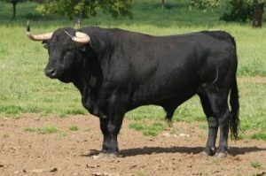 El caballero galante