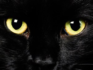 Moira el gato negro