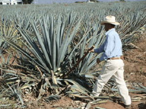 El despiadado patrón