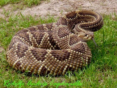 Santo Domingo y la Serpiente