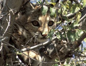 Escarmentarás, el Gato Montés