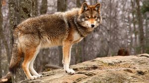 Coyote Pai observa a la hijas de Tecolote