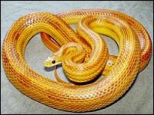 La terrible y enorme serpiente que mató a María Violeta.