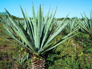 El Maravilloso Henequén