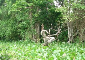 La Ciénaga de Flores