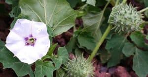 La bella flor del toloache