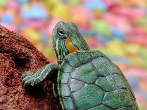 La bella tortuga que quiso ser fea